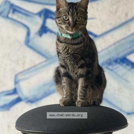 Photo 1/1 Hally Chat lost in Wattignies