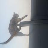 Picture of cat lost at Forchies La Marche