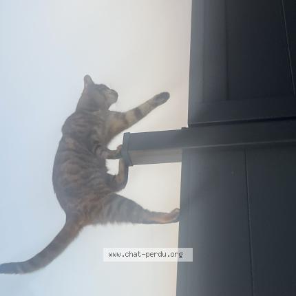 Photo 1/1 Isis Chat lost in Forchies la marche