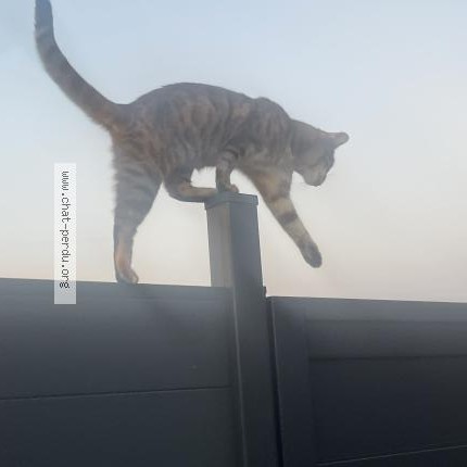 Foto 1/1 Isis Kat vermist in Forchies La Marche