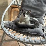 Picture of cat lost at Saint Cyprien