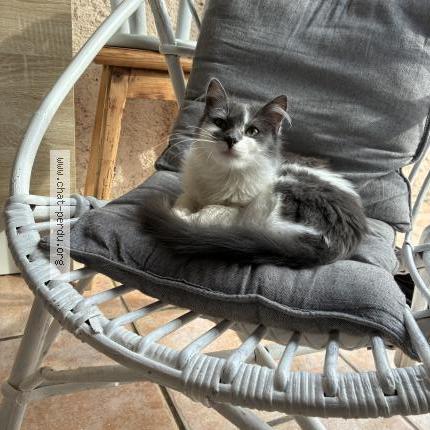 Photo 1/1 chipie Chat lost in Saint cyprien