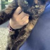 Picture of cat lost at Houilles