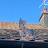 Picture of cat lost at Sancey