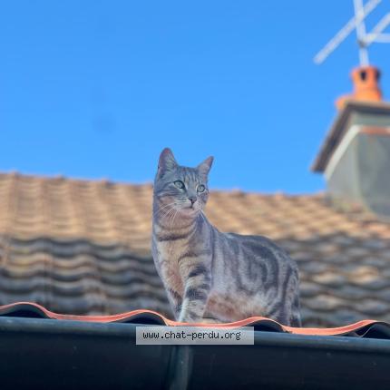 Photo 1/1 Maurice Chat lost in Sancey