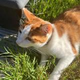 Picture of cat lost at Labarthe Sur Leze