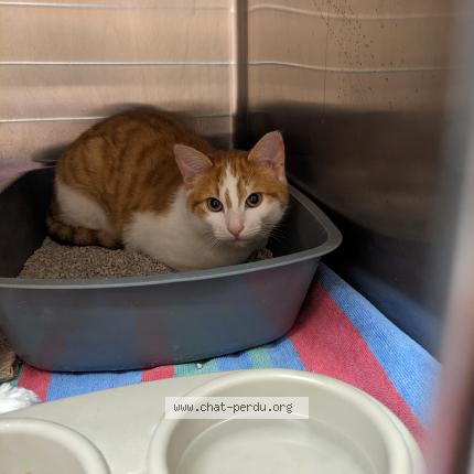 Photo 1/1 Found cat Found in Fouras