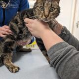 Picture of cat found at Rochefort