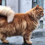 Picture of cat lost at Liege