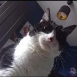 Picture of cat lost at Ecaussinnes D Enghien