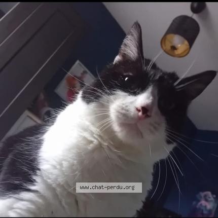 Photo 1/1 Noisette Chat lost in Ecaussinnes d enghien