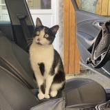 Picture of cat lost at Bordeaux