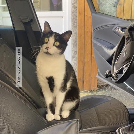 Photo 1/1 Denzy Chat lost in Bordeaux