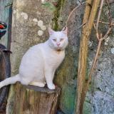 Picture of cat lost at Blain