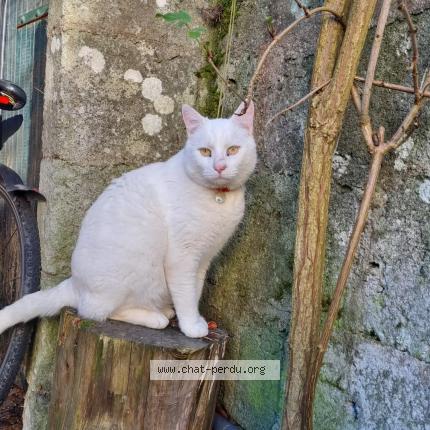 Photo 1/1 Suki Chat lost in Blain