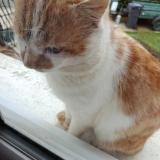 Picture of cat found at La Ferte Gaucher