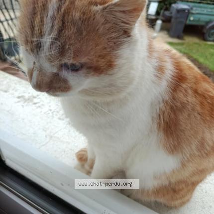 Photo 1/1 Found cat Found in La ferte gaucher