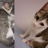 Picture of cat lost at Frejus