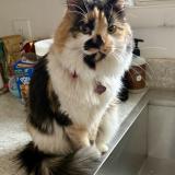 Picture of cat lost at Georgetown