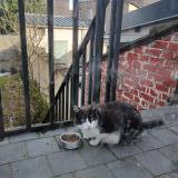 Picture of cat found at Marquette Lez Lille