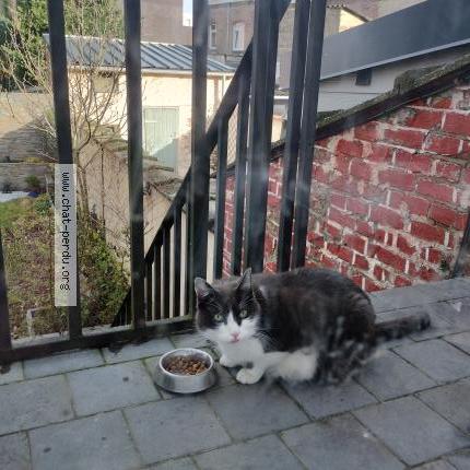 Photo 1/1 Found cat Found in Marquette lez lille