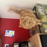 Picture of cat lost at Arpajon