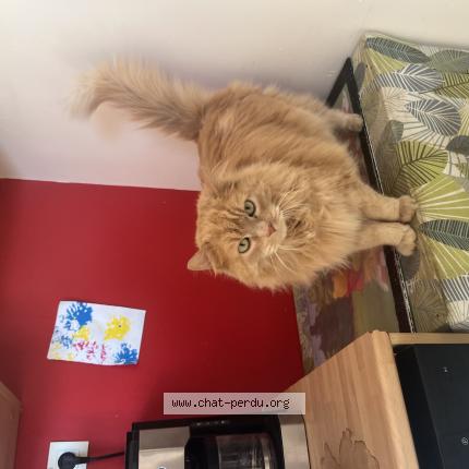 Photo 1/1 Calinou Chat lost in Arpajon