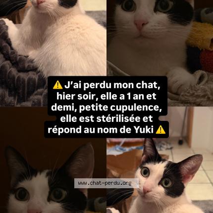 Photo 1/1 Yuki Chat lost in Marseille