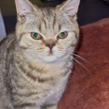 Picture of cat lost at Villenave D Ornon