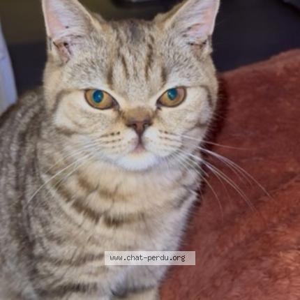 Photo 1/1 Mocca Chat lost in Villenave d ornon