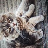 Picture of cat lost at Carnieres