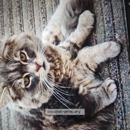 Photo 1/1 Lapinou Chat lost in Carnieres