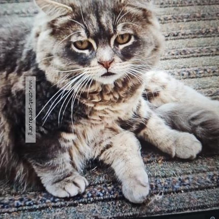 Foto 1/1 Lapinou Kat vermist in Carnieres