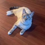 Picture of cat lost at Laplace