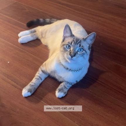 Photo 1/1 Klaus Chat lost in Laplace