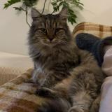 Picture of cat lost at Tournefeuille