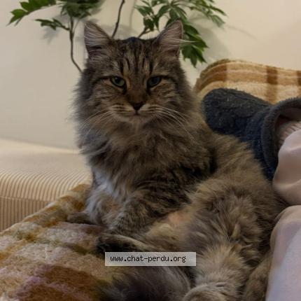 Photo 1/1 Minette Chat lost in Tournefeuille