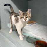 Picture of cat lost at Nevers