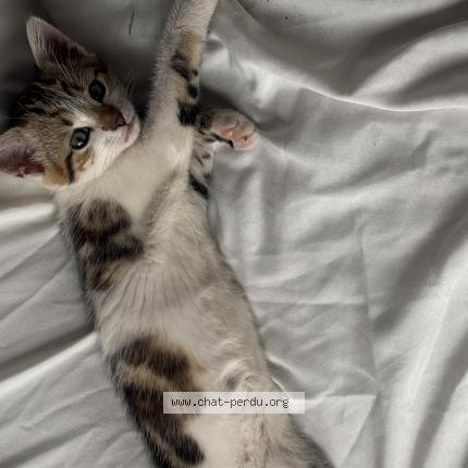 Photo 3/3 Channel Chat lost in Nevers