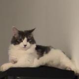 Picture of cat lost at Garons