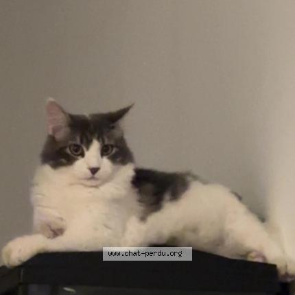 Photo 1/1 Mykee Chat lost in Garons