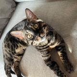 Picture of cat lost at Briancon