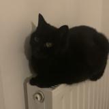 Picture of cat lost at Alencon