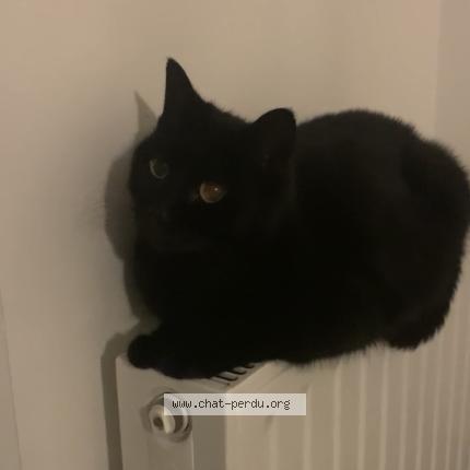 Photo 1/1 Zina Chat lost in Alencon