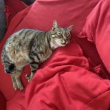 Picture of cat lost at Mauran