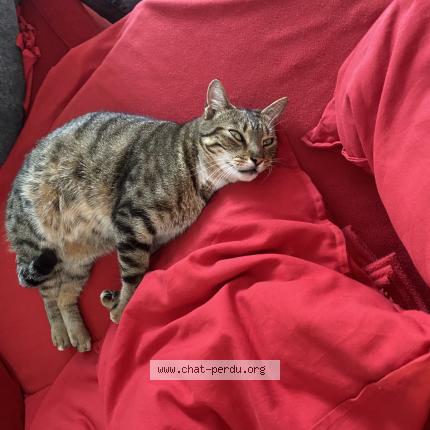 Photo 1/1 Minou Chat lost in Mauran