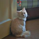 Picture of cat lost at Islamabad