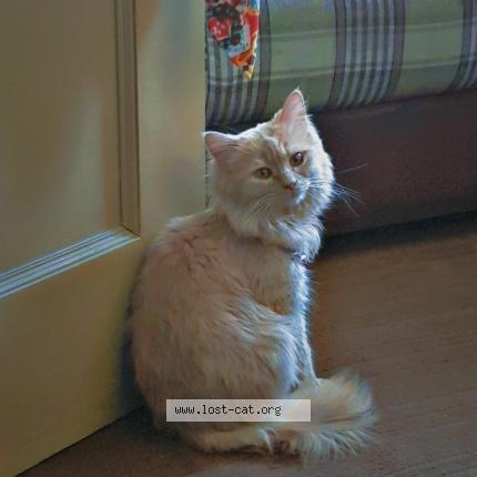 Photo 1/1 Leo Chat lost in Islamabad