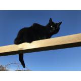 Picture of cat lost at St Thonan