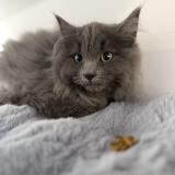 Picture of cat lost at Trois Rivieres